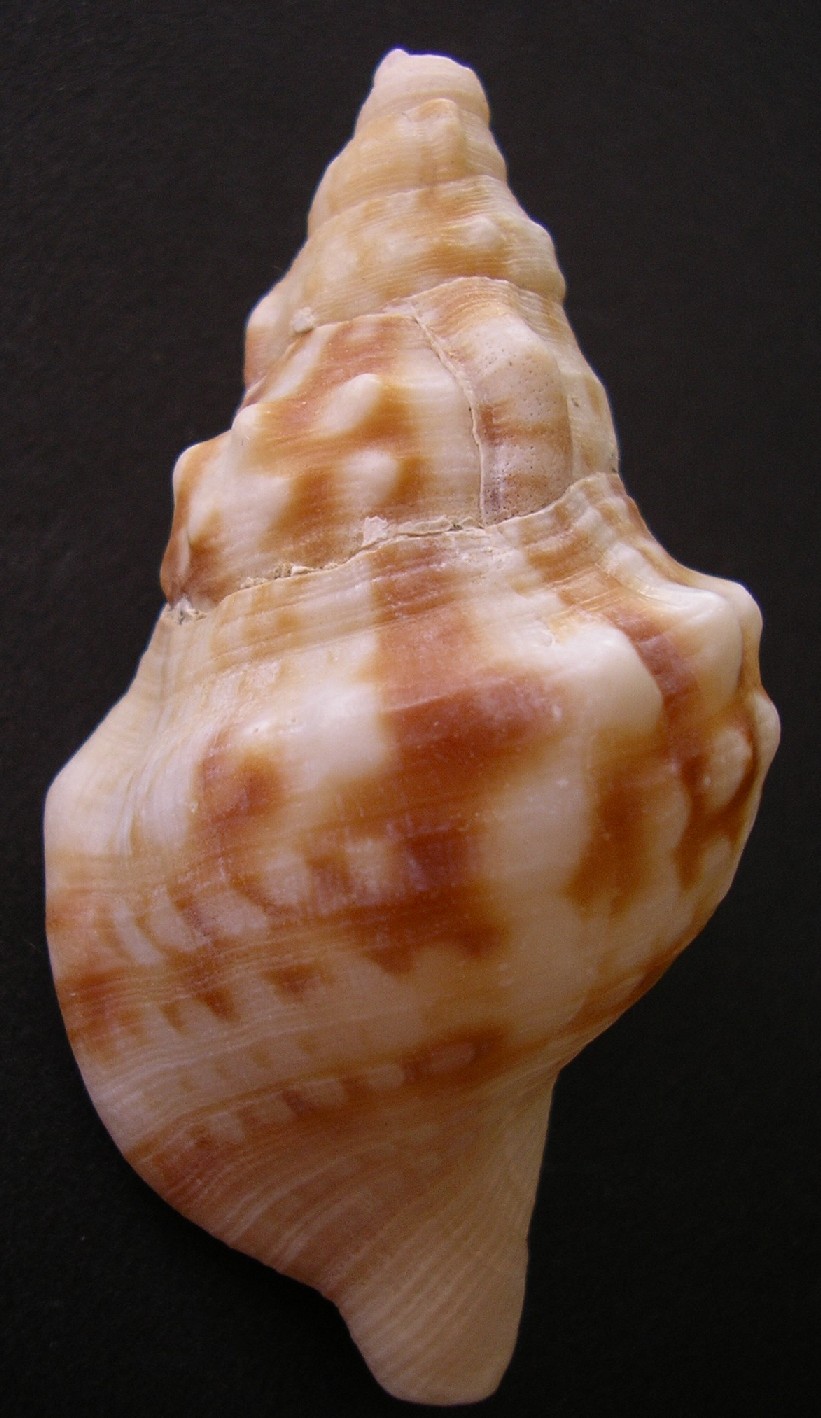 freschissima, di giornata